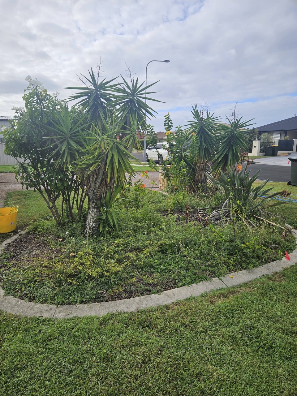 Weeds in garden - before Large